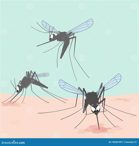 Illustrated Mosquitoes Bite Through Skin And Suck Human Blood Stock