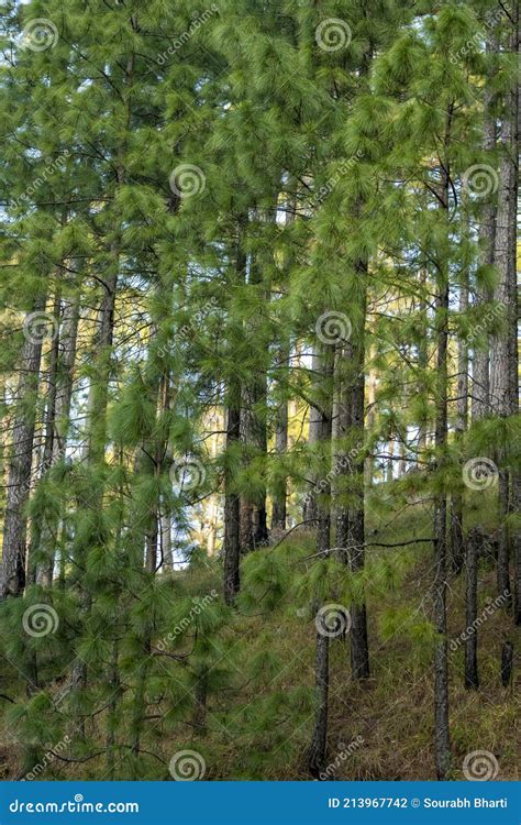 Natural Green Pine Trees Scenic Forest Landscape In Foothills Of