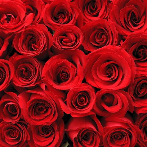 Pin By Trinidad Energici On Rosasrojas Red Roses Background Red