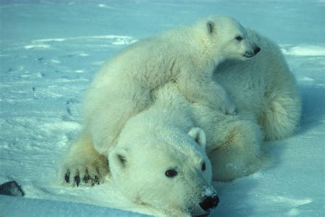 No Decline In Polar Bear Population Cnsnews