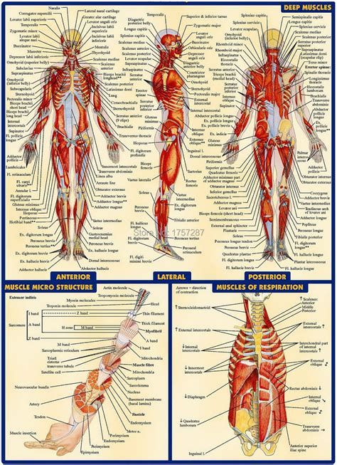 Physiology Of Full Body