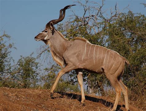 Kudu Animal Facts Tragelaphus Strepsiceros Az Animals