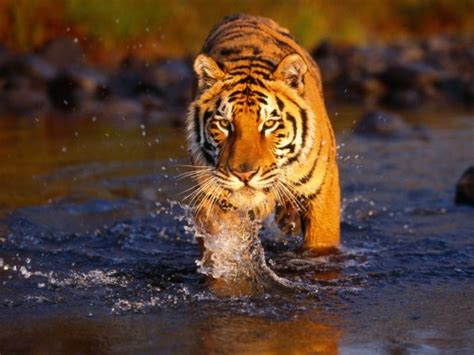 Animals Bengal Tiger Hd Bengal Tiger Endangered Animals In India