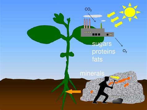 Ppt Physiology Crops Yield Powerpoint Presentation Free Download