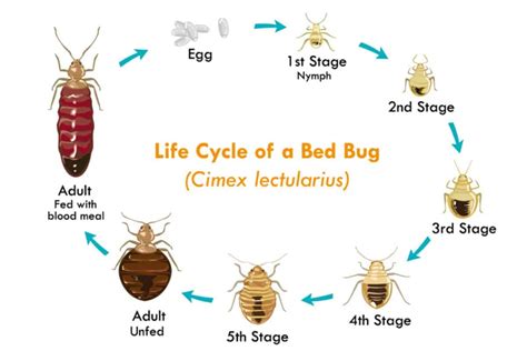 2 Types Of Bed Bugs Plus Everything You Need To Know About These