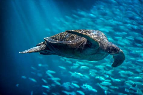 Open Sea | Live Cam | Monterey Bay Aquarium