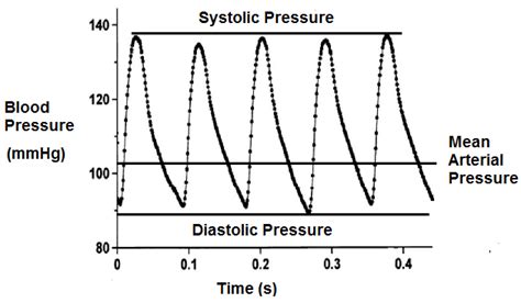 Mean Arterial Pressure Diagram Anatomy