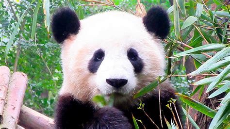 Giant Pandas No Longer Endangered Youtube