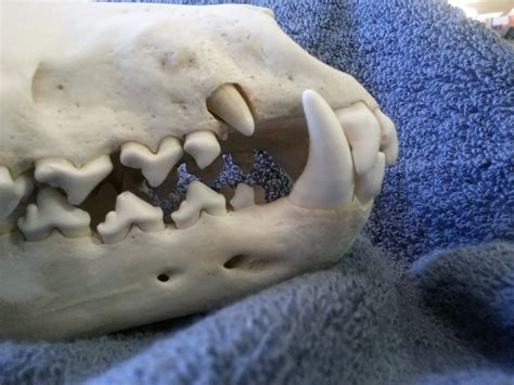 Pathological Gray Wolf Skull Closeup By Craniatescloset On Deviantart
