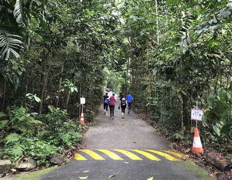 guide to bukit timah nature reserve and hindhede nature park nestia