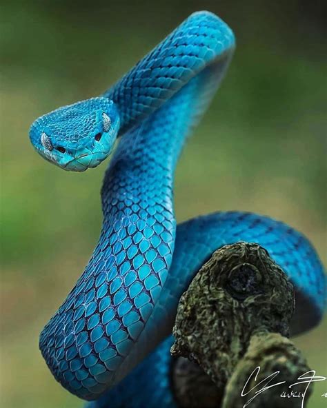 Beautiful Or Scary Snake Snake Photos Beautiful Snakes