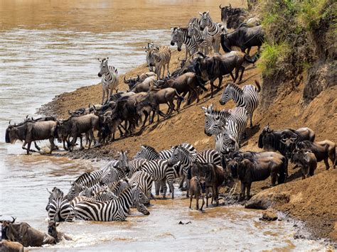 When And Where To See Africas Annual Wildebeest Migration Tribes Travel