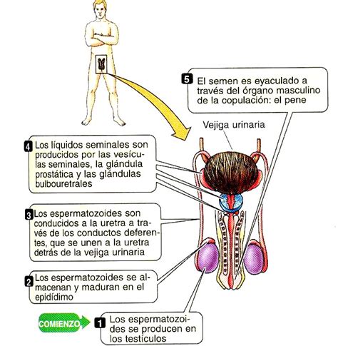 Esquema Del Aparato Reproductor Masculino Con Nombres Vrogue Co