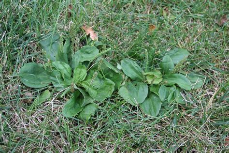 Broadleaf Weeds In Lawn