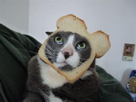 A Funny Gallery Of Breaded Cats