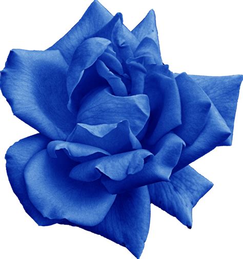 Direct Download Blue Rose Png Download Image Png Arts