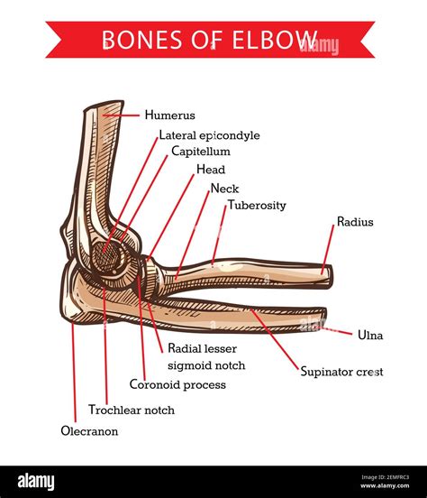 Elbow Anatomy Upper Limb Anatomy Anatomy Bones Anatom