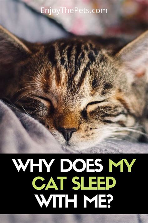 Why Does My Cat Sleep With Me 5 Reasons Youll Love To Know Enjoy