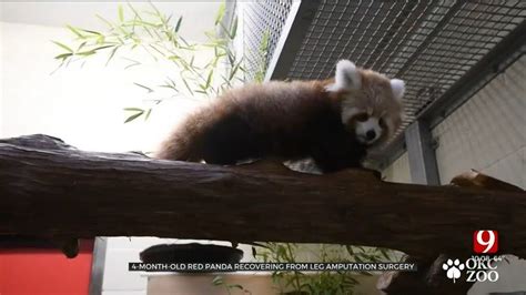 Okc Zoos 4 Month Old Red Panda Cub Recovering From Leg Amputation