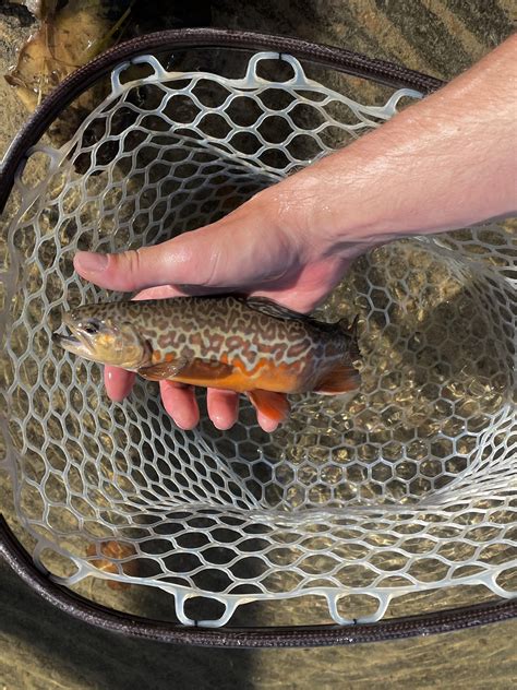 First Tiger Trout Rflyfishing