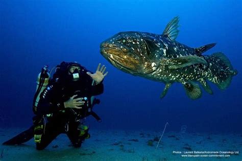 What Is The Secret Of The Coelacanth This Fossil Fish Of The Abyss