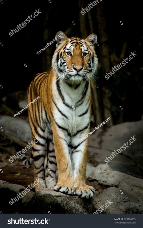 Bengal Tiger Stand Up And Looking Forward To Something