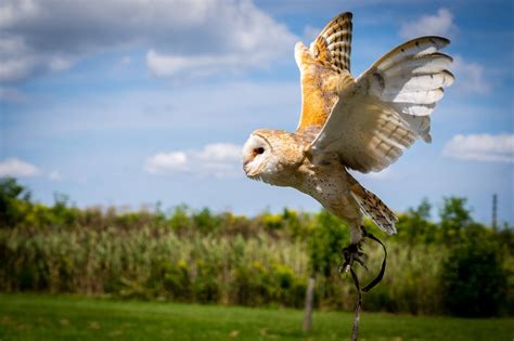 Barn Owl Indiana Connection