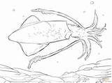 Squid Coloring Giant Printable Colouring Common Cuttlefish Drawing Squids Realistic sketch template
