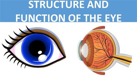Parts Of The Eye Structure And Function Of The Eye Eye Anatomy