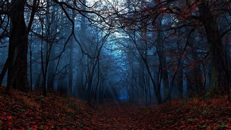 Fall Leaves On Ground In The Forest Hd Dark Aesthetic