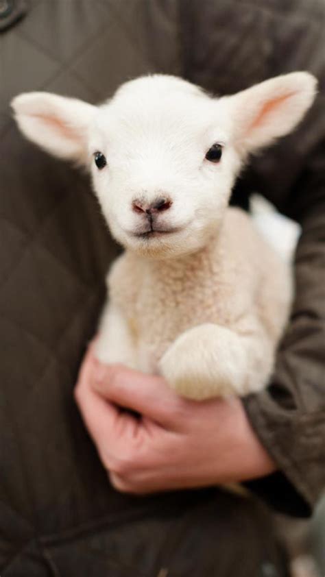 Pin By Kat M Burrus Wnc On Sheep Cute Baby Animals Cute Sheep Baby