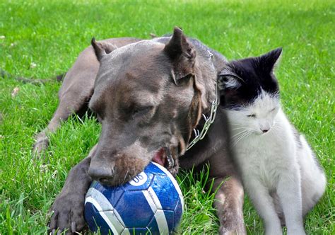 Can Pitbulls Live With Cats Tips To Socialize Your Pets