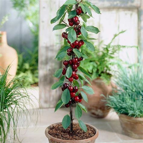 Dwarf Patio Pillar Fruit Trees Mini Orchard Collection 6 Different