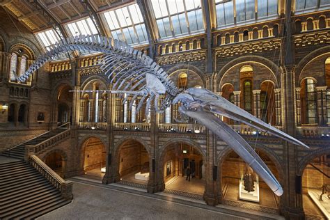 Esa Blue Whale Hintze Hall Natural History Museum London