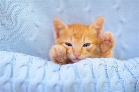 Baby Cat Ginger Kitten Sleeping Under Blanket Stock Photo Image Of