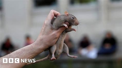 Thousands Of Rats Invade Southern Myanmar Villages Bbc News