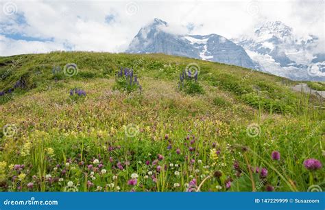 Wonderful Wildflower Meadow Swiss Alps View To Famous Eiger North Face