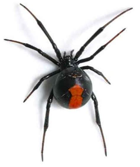 How To Identify A Black Widow Spider Hubpages