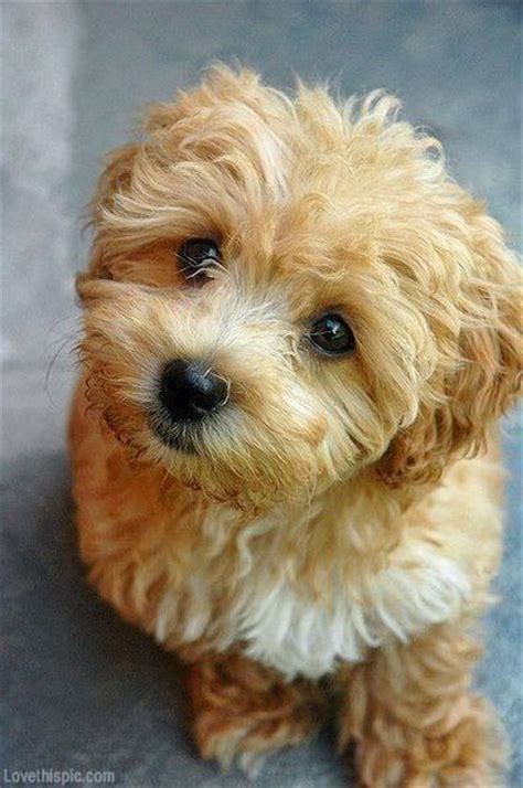 Top 20 Cutest Dog Breeds Around The World Around The Worlds Toys And