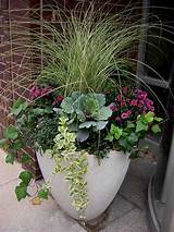 Pictures of Fall Flowering Plants For Containers