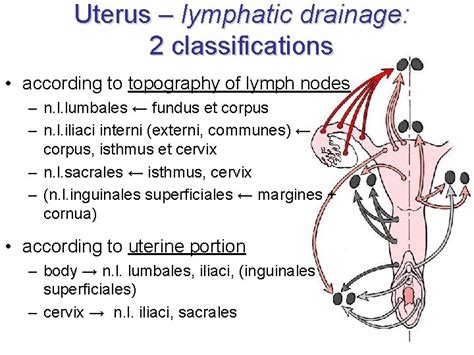 What Lymphatic Drainage The Body Of Uterus Best Drain Photos Primagemorg