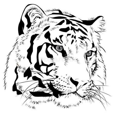 Tiger Head Hand Draw Monochrome Vector Stock Vector Illustration Of