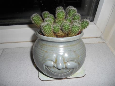 Which one do you have? VARIOUS HOUSEPLANTS : Grows on You