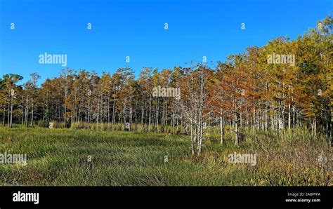 Florida Swamp In Autumn With Foliage Stock Photo Alamy