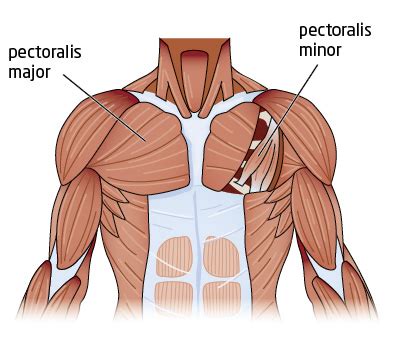Anatomy of the chest and the lungs: How To Paddle Stronger and Longer
