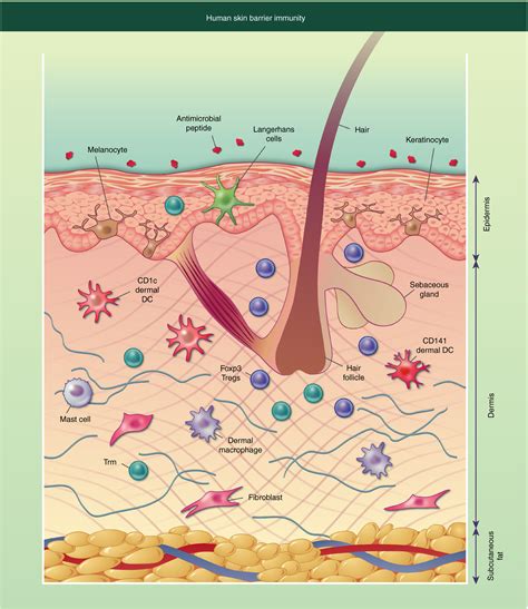 Skin Barrier Immunity And Ageing Chambers 2020 Immunology Wiley