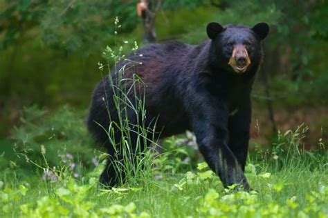 10 500 bildbanksfoton bilder och royaltyfria bilder med svartbjörn istock
