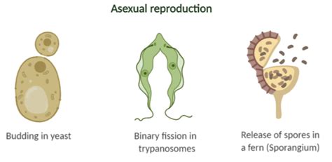 🏆 Modes Of Asexual Reproduction What Are The Different Modes Of