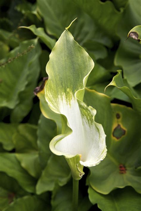 Photo 64858 Zantedeschia Aethiopica Green Goddess Plant Lust