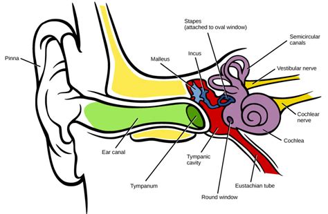 Hearing And Vestibular Sensation Biology Ii